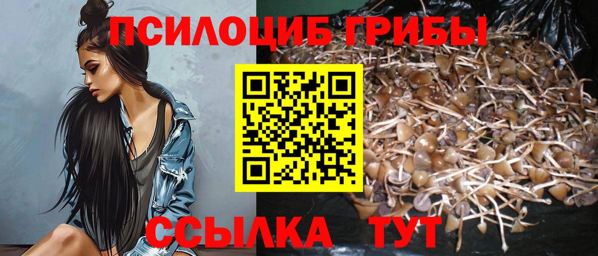 Псилоцибиновые грибы Psilocybine cubensis  Псилоцибиновые грибы прущие грибы  Канаш  Вход с VPN 